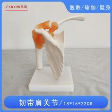 모형 손가락 교육 손목관절 인체뼈 실습 모델 관절 척추 해부학, B. 어깨 인대 모델