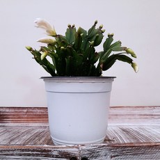 [꽃파는농부] 게의 발 모양을 닮은 줄기를 가진 실내공기정화식물 게발선인장, 중품(화이트), 1개