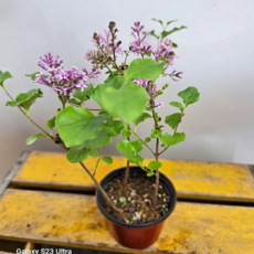 미스김라일락 새로입고 소품 1촉 한목대, 1개