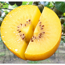 [초특가적용] 2주한정판매 프리미엄 제주 골드키위, 1개, 1kg 대과(80-130g)