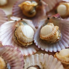 당일조업 달큰한 통영 홍가리비 3kg (kg당 20~22미내외), 1개, 3000