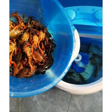 업소용 새우세척기 횟집 세척 청소 씻기 기계 어시장 반자동, A. 랍스터 청소기계 500g~2.5kg