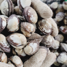 당일조업 벌교 꼬막 새꼬막 cockle, 1박스, 새꼬막 3kg(300미내외)