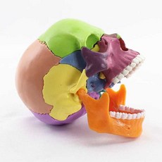 두개골 모형 머리뼈 해골 해부학 실습 교육용 컬러 뼈, 형광 해골, 형광 해골 (26089), 1개