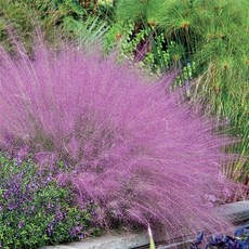 Grass 뮬리 (쥐꼬리새) 3종 씨앗 선택구매, 핑크뮬리 30립