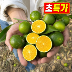 [26년첫수확기념초특가] 새콤상큼 풋귤 제주 청귤, 1박스, 3kg