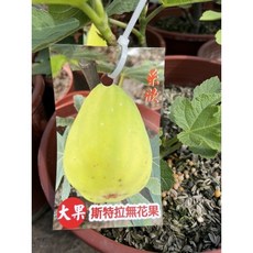 霏霏園藝 斯特拉無花果盆栽, 6吋160元, 1個