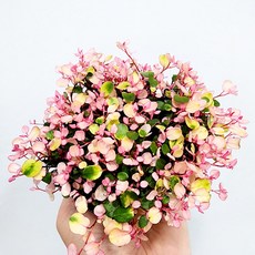 에덴플랜트 핑크브리즈 소품 핑크 트리안 공기정화식물 1개