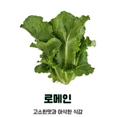 자연미가 국내산 무농약상추 로메인 1kg / 쌈채소의대표 고소한맛과 아삭한식감~, 1개, 4kg