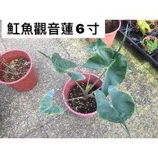 霏霏園藝 紅魚觀音蓮 3寸盆栽