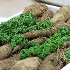 6년근 정선 산더덕 산지직송 / 향과 식감이 좋은 강원도 정선더덕, 1개, 산더덕 (소) 1kg