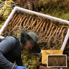 [인포벨]TV홈쇼핑정품 애드크로스 심마니 김성태 진삼애 강원도 5년근 6년근 산양삼 명절 선물세트, 1박스