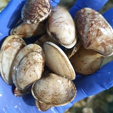 국내산 남해안 당일채취 활 바지락, 1개, 남해안 활 바지락 1kg [50~60미내외]