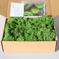 모스이끼 썸머그린 200g 만들기 DIY 이끼공예 재료 모스공예 미니정원