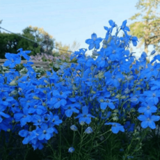 델피늄 치어블루 2개세트 모종 노지월동 다년초 야생화 여름꽃 가을꽃 A09, 델피늄 치어블루-2개세트, 1개