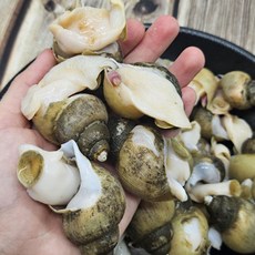 동해 활 골뱅이 1kg 70미 내외 생물 해녀분들이 수매, 1세트