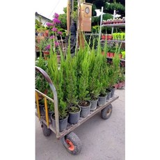 霏霏園藝龍柏 30-40公分綠植盆栽 點綴您的居家空間, 6吋200元, 1個