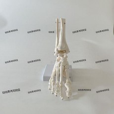 3B 발목관절모형 족부 모형 발목관절 해부모형 발뼈, 4. 발목우