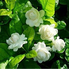 小花茉莉 阿拉伯茉莉 原精 Jasmine Sambac Absolute Oil, 1個, 1000ml