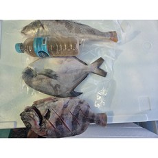 국내 자연산 줄돔구이 감성돔 제수용 음식 조기특대(35 cm 이상) 병어 특대(30cm 500g 이상), 1개, 조기 30~35cm)