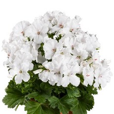 제라늄 10cm 캔디플라워 화이트