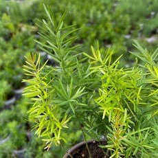 마이플랜트 아스파라거스 마제파 소형 관엽식물, 1개