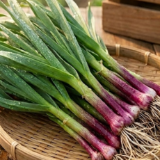 [가성비최고!] 산지직송 국내산 명품 햇 풋마늘, 1박스, 4kg 내외