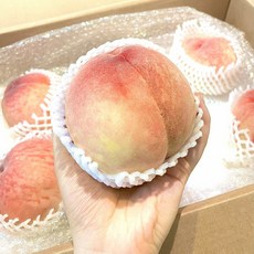 [산지직송] 싱싱하DAY 털복숭아 입안가득 향긋달콤 꿀복숭아, 1박스, 딱딱이복숭아 중과 2kg(8-9과)