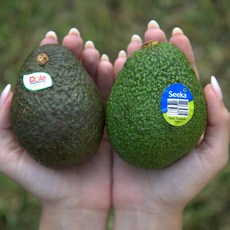 직수입 아보카도 생아보카도 중과 대과, 5개