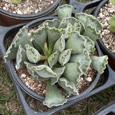 [올식스] 영락 국민다육이 전자파차단식물 플랜테리어 홈가드닝 공기정화식물, 단일, 1개