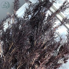 大好屋 茶樹 隔日配 過年葉材 不凋茶樹 永生千層金 乾燥花材料包, 茶樹【紫色】大束