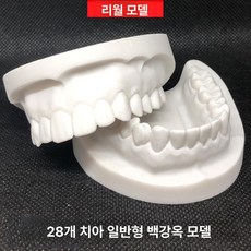 치과 실습용 모델 석고 치아 재료 혼합 진동기 기공 작업 보조 장비, 프리미엄 화이트 치아28개 A, 1개, 1L