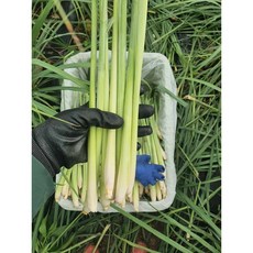 동남아야채나라 생 레몬그라스 샤 100g 1개