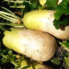 농협 국내 신선 무 3kg