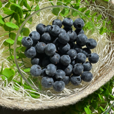 자연한입청과 국산 생과 블루베리, 4개, 100g (왕특, 16mm)