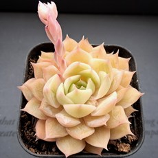 내맘대로골라 다육이 다육식물, 4번- 온슬로우