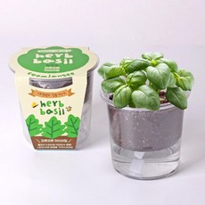 아트박스/꿈쟁이 저면관수 식물키우기-파릇파릇 허브바질, 1개