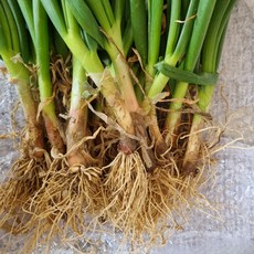한번심어서 평생먹는 토종대파 삼동대파 삼동파, 자색삼동파 모수 10개