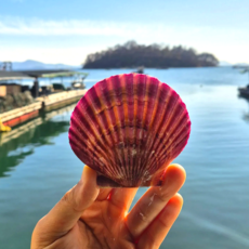 해성수산 고흥 특대 프리미엄 제철 세척 비단 홍가리비(kg당 10-15미), 2개, 1kg