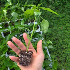 [오감] 쌈채소 매운 청양 고추 모종 묘종, 20개