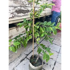 霏霏園藝 大目釋迦嫁接苗, 1個