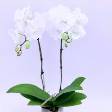 백조 호접란 호접난 서양란 서양난 선물 난초 키우기쉬운식물 디디플랜트, 1개