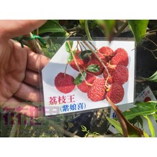 花花世界 荔枝王-紫娘喜 5吋盆/高40cm