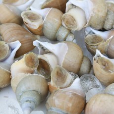 아마마 국내산 백골뱅이, 생물 소 1KG ( 40-50미내외, 1