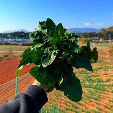 국내산 남해 시금치 보물섬 시금치 보물초 섬초, 1박스, 2kg
