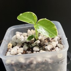 호야 쿤밍기아나 알보 바리에가타 무늬 동일품배송