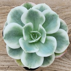 내맘대로골라 다육이 다육식물, 1번- 레몬로즈금