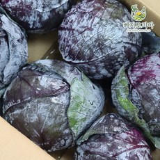 베지토피아 수입 적채 적양배추 6통 1박스 베지토피아, 1.3kg, 1개, 8kg