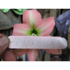 孤挺花 SCR001S, 1個, SPW008SS華美不分大小球2顆