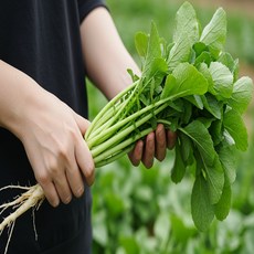 [산지직송]국내산 갓 수확한 아삭 신선한 건강 열무, 1박스, 아삭한 열무 1kg